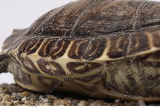 tortoise shell 0009